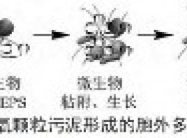 好氧颗粒污泥的性质及形成机制